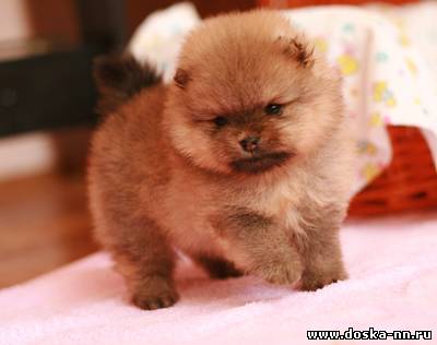 Замечательные щенки померанского шпица!