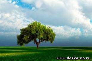 Дихлорацетат натрия (DCA)