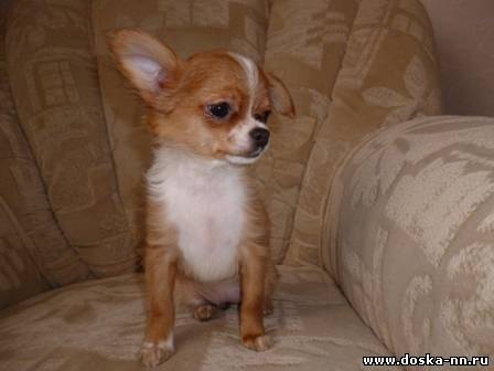 Чихуахуа девочка красавица