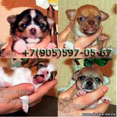 Чихуа-хуа элитные щенки, выбирайте лучших!