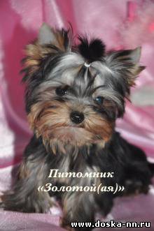 Йоркширский терьер, Мальтезе, Померанский шпиц, Бивер Йорк щенки мини и стандарт  купить-питомник "Золотой(ая)"