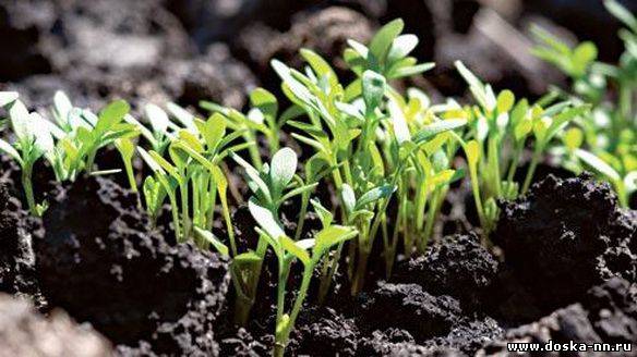 Плодородная земля