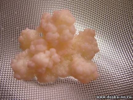 Молочный гриб, кефирный гриб, тибетский молочный гриб