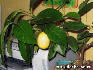 Настоящий «Павловский» лимон – солнышко на окошке
