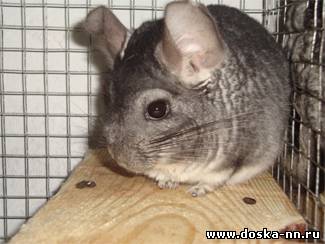 Продаю ферму по разведению племенных шиншилл