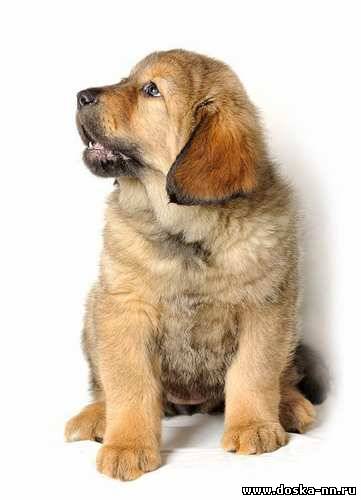 ШЕНКИ ТИБЕТСКОГО МАСТИФА