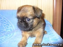 щенки брюссельского и бельгийского гриффона